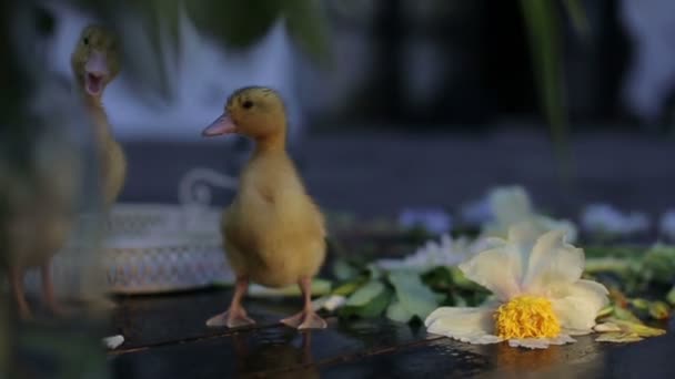 2 개의 재미 있는 ducklings 재미 있습니다. — 비디오