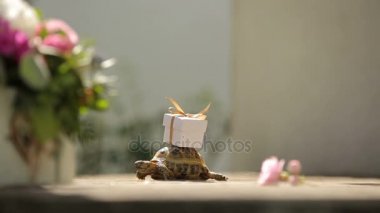 kaplumbağa kabuğu bir hediye brining turtle