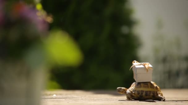 Friendly turtle brining up a present on a sunny good day — Stock Video