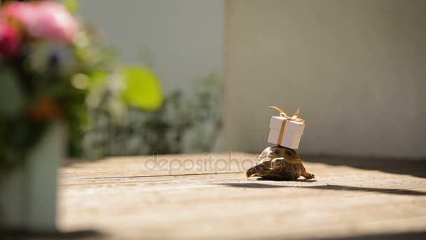 Uma tartaruga avançando, independentemente dos obstáculos para o melhor lugar — Vídeo de Stock