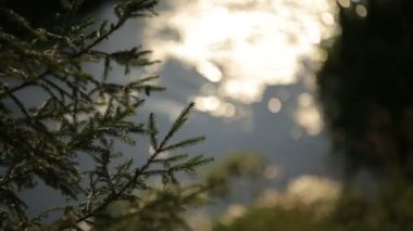 güneşli peri masalı ve gizemli orman koşma-se bile akan bir su bulanık görüntü