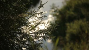 Yine de yaz sunlite gizemli ve peri masalı orman akan orman akarsu