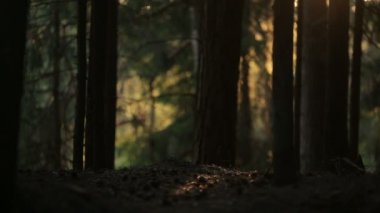 gizemli orman güneş ışığı altında yanardöner kustu