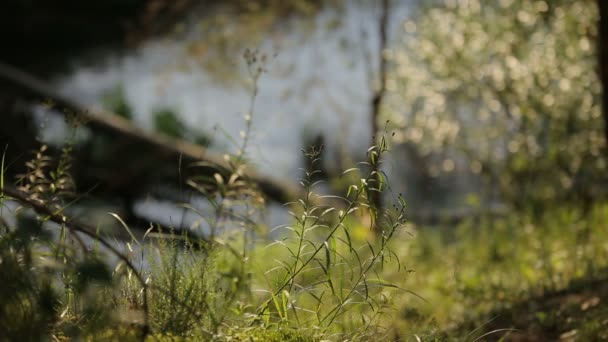 Brotes de primera primavera y paisaje de río de bosque deslizante — Vídeos de Stock