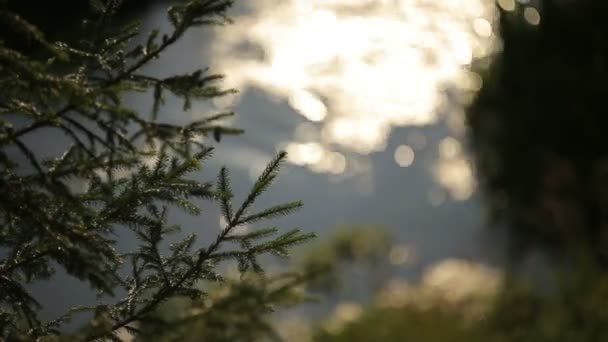 Imagem turva de uma água corrente correndo através do conto de fadas ensolarado e floresta misteriosa — Vídeo de Stock