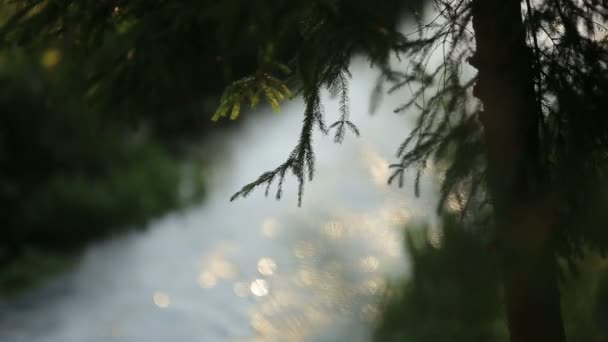 Córrego fluindo através da floresta de conto de fadas iluminado pelo sol — Vídeo de Stock