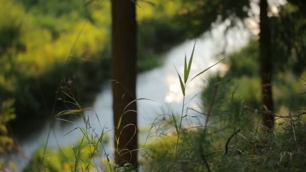 Imagen borrosa de un río que fluye deslizándose a través del bosque misterioso verano — Vídeo de stock