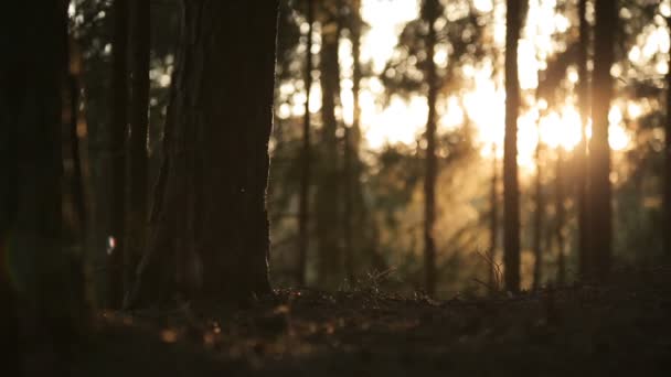 Солнце отражается в утреннем сосновом лесу, романтический закат, прекрасный восход солнца — стоковое видео