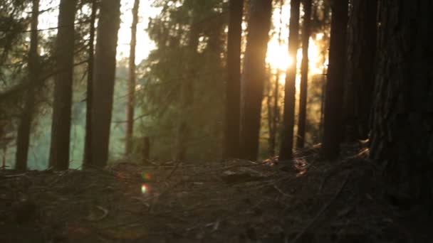 Sol jogando na floresta mágica — Vídeo de Stock