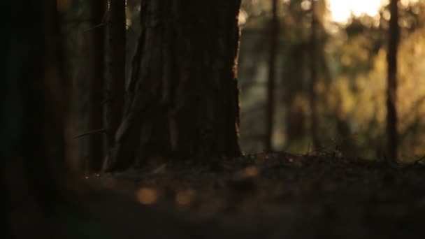 Forêt mystérieuse au soleil — Video