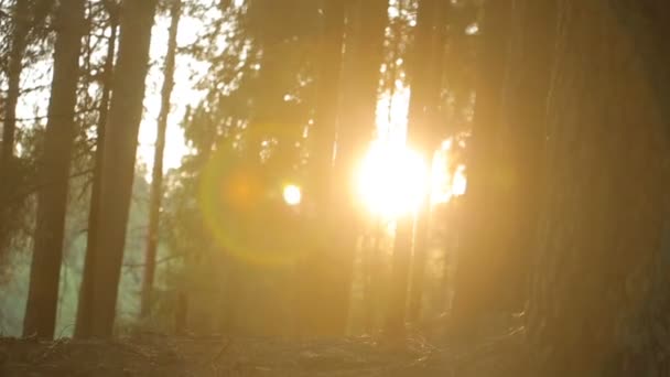 Загадочный лес на солнце — стоковое видео