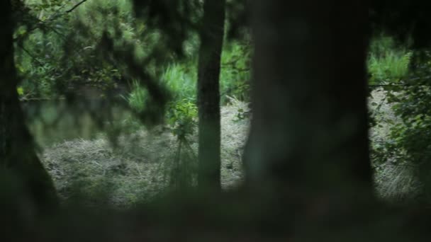 Ruscello che scorre nel verde magico bosco erboso paesaggio landart — Video Stock