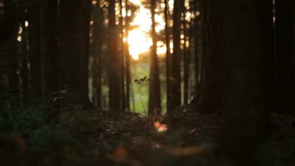 Forêt mystérieuse au coucher du soleil avec des insectes grouillant d'herbe — Video