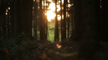 plantleat Filiz veya sihirli orman içinde küçük küçük ağaç