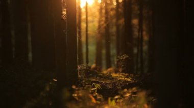 Güneşin gizemli ormandaki kaynıyor slowmotion böcekler