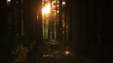 Güneş, romantik günbatımı ve kırpma gölgelik gizemli ormanda
