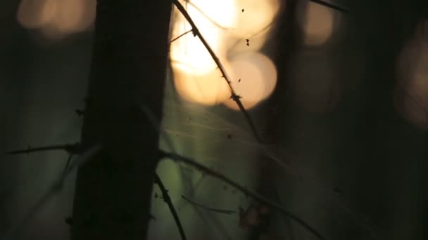 Romantisk sommar skog, solen reflekterar i morgon pine forest spindelnät — Stockvideo