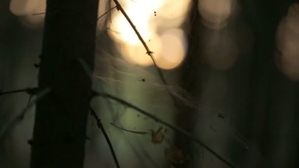 Telaraña y sol de verano se refleja en el bosque romántico de pino de la mañana — Vídeo de stock