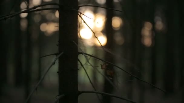 Gossamer et craché irisé dans la lumière du soleil — Video