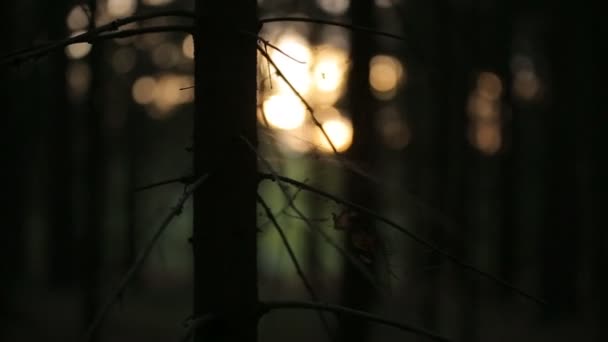 Spindelliknande spetsar, sunrise skog, tallar i solnedgången havet — Stockvideo