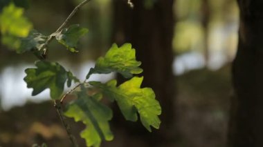Genç Filiz ve meşe yaprakları sıcak yaz güneş tarafından aydınlatılmış akan akım arka plan orman manzara odak geçiş