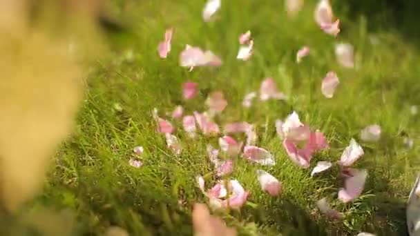 Bir neşeli yaz gününde pembe ve beyaz çiçekler bir ihale çiçek kompozisyon yapma genç Avrupa kız — Stok video