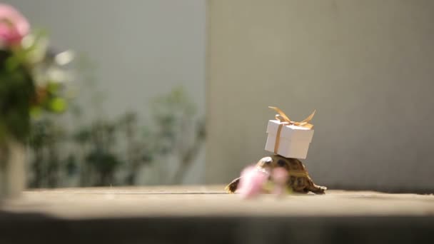 Empfang Hochzeitsdekorationen Werbematerial für Logo - Schildkröte mit Miniatur-Überraschungsgeschenk auf einem Panzer — Stockvideo