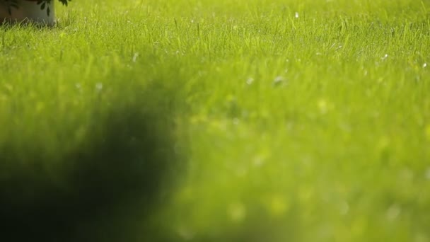 Sonriente joven europea rubia chica haciendo un arco floral sentado en la hierba esmeralda — Vídeo de stock