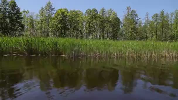 Roseaux d'été, vue sur la rive d'une rivière depuis un bateau — Video