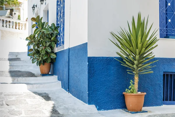 Traditionella grekiska öarna vita hus med blå dekoration, ficus träd och dracaena i blomkruka — Stockfoto