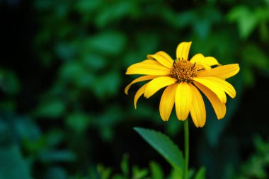 Sarı çiçek yeşil doğa arka plan güneş ışığı ile bırakır.