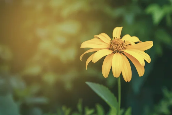 Yellow flower on green leaves nature background with sunlight — Stock Photo, Image