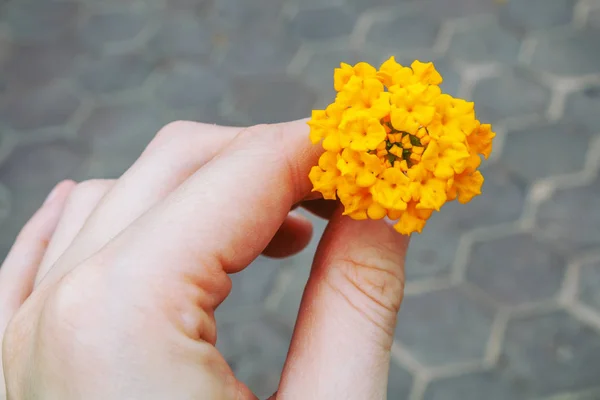 Femmina mano tenendo giallo piccolo fiore — Foto Stock