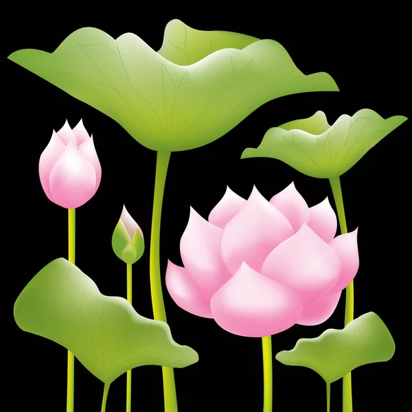Vackra rosa näckrosor eller lotusblommor på svart bakgrund — Stock vektor