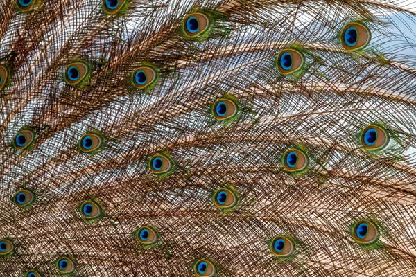 Primer plano plumas de pavo real fondo —  Fotos de Stock