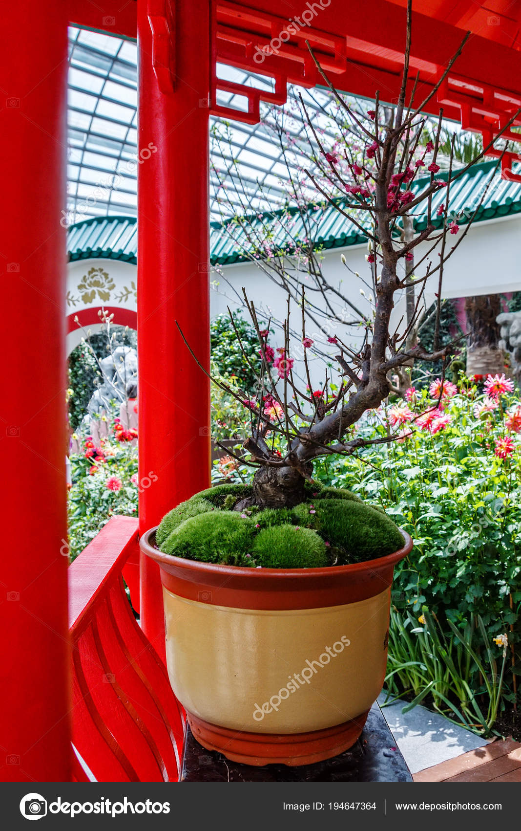 Bonsai Sakura Tree Flowerpot Chinese Garden Stock Photo