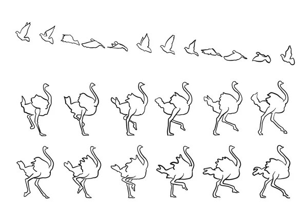 비둘기와 타조 프레임 비행 및 도보 — 스톡 벡터