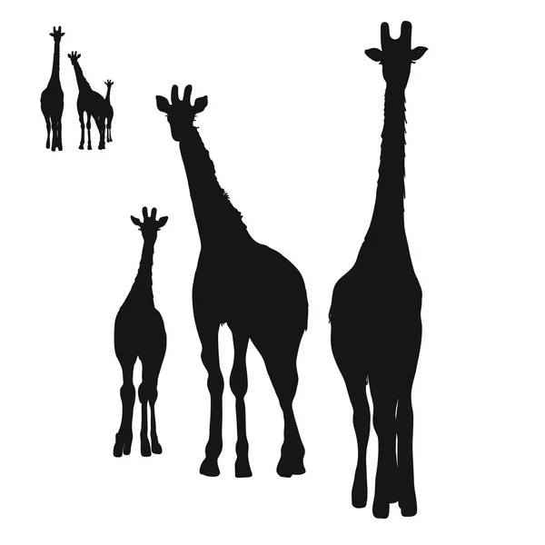 Силуэты трёх жирафов — стоковый вектор