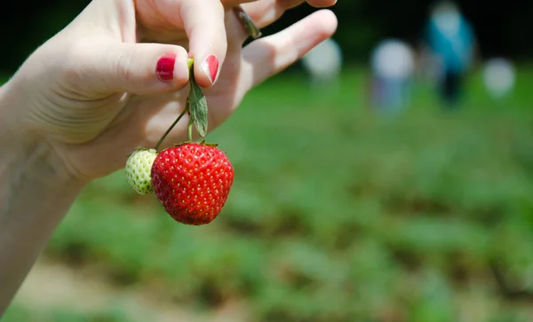 草莓采收、 显示草莓 — 图库照片