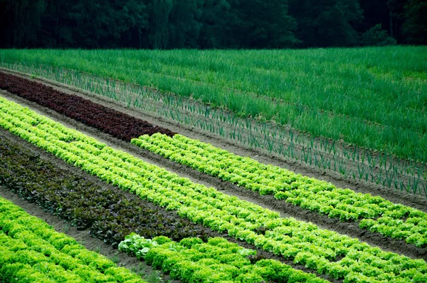 Salad field. leaf salad, unions. — Stock Photo, Image