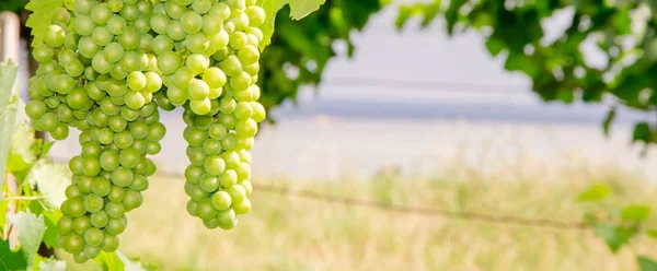 Grapes in Front of Lake — Stock Photo, Image