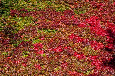 Duvarda şarap. Sonbahar sahne.