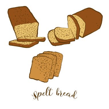 Spelt ekmeğinin renkli çizimi. Maya ekmeğinin vektör çizimi, genellikle Avrupa 'da bilinir. Renkli Ekmek çizimleri.