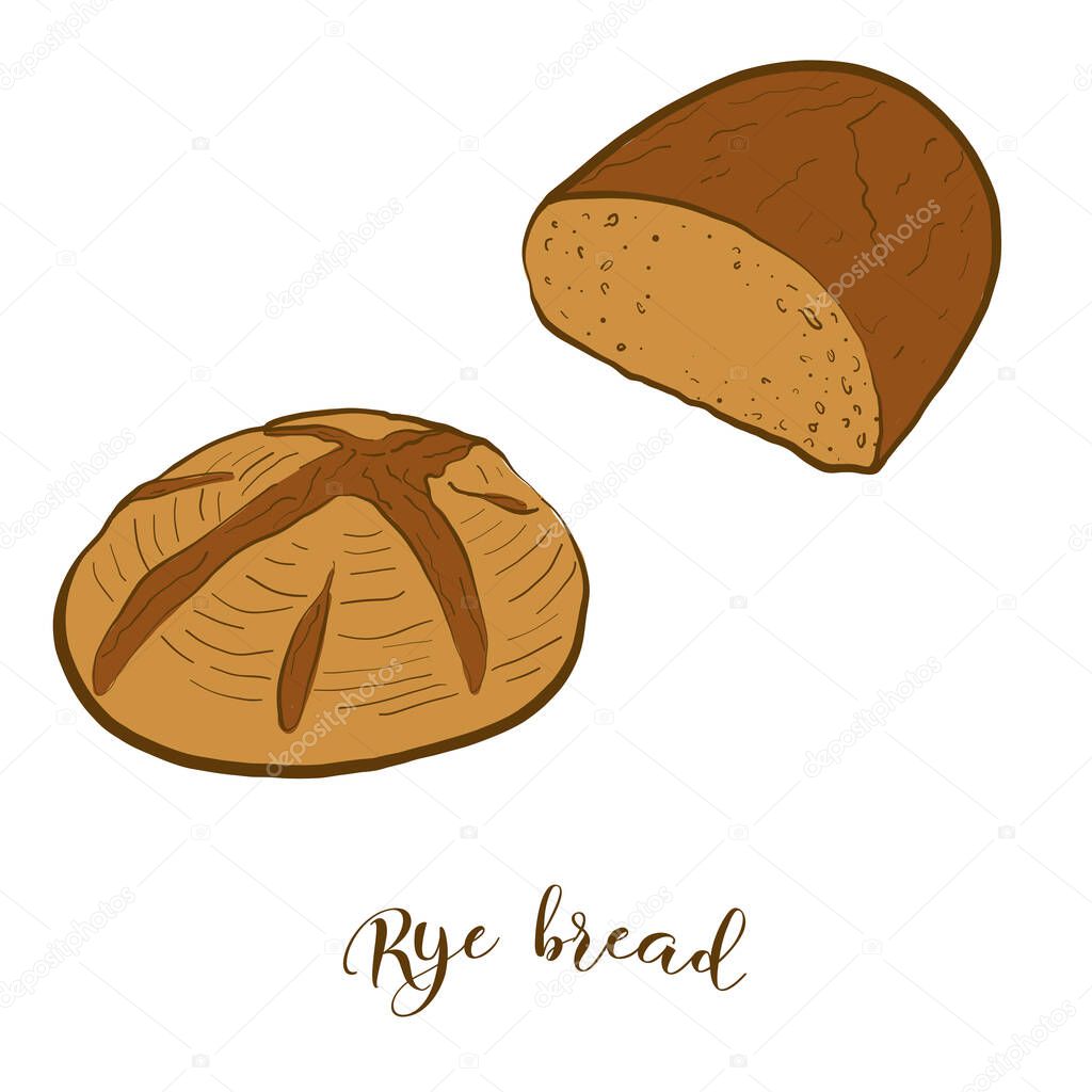 Colored drawing of Rye bread bread. Vector illustration of Leavened food, usually known in Europe, America, Israel. Colored Bread sketches.