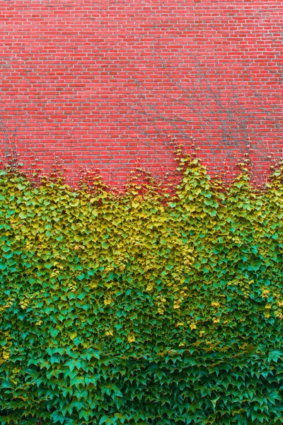 brick wall overgrown with green ivy