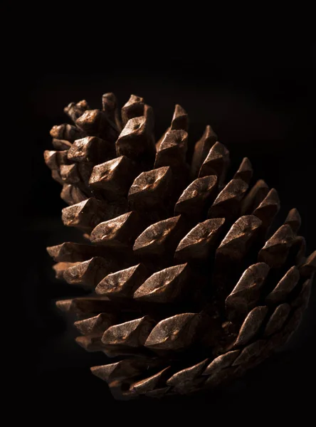 Pine cone photo