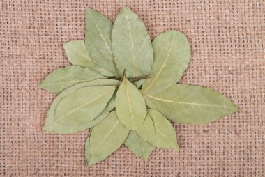 Daphne yaprak fotoğraf