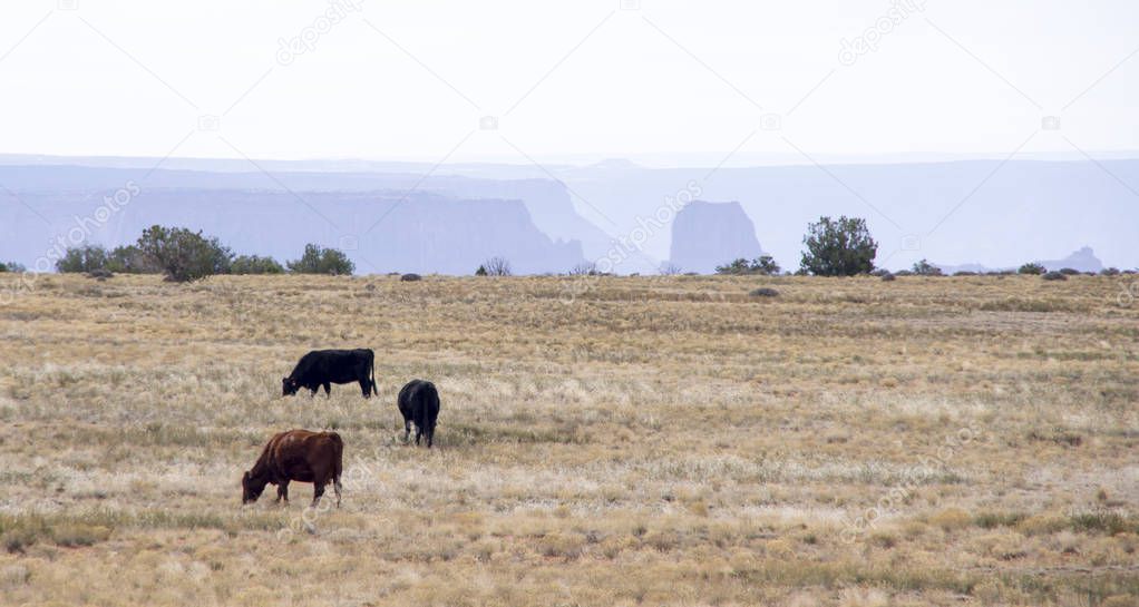 Cows Amidst Cliffs