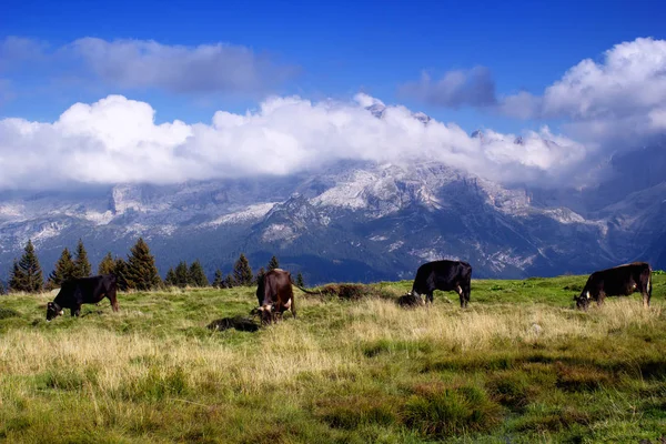 Vaches dans les pâturages verts — Photo