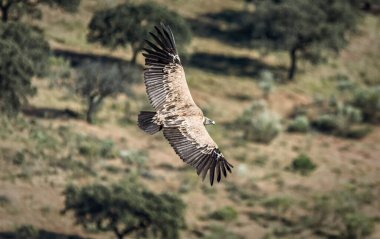 Manzarayla birlikte uçan bir kuşun havadan görünüşü